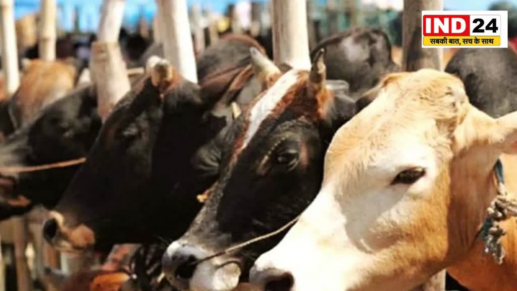 bought cow dung  बीजेपी और कांग्रेस में गोबर को लेकर सियासत हुई तेज