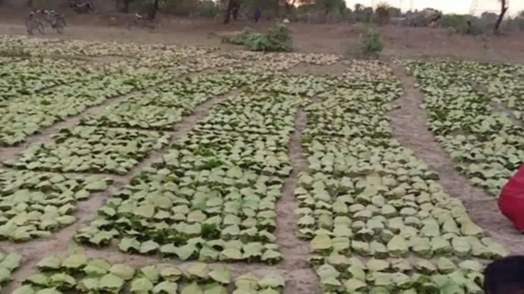 वन विभाग ने जारी किए आदेश, 4 हजार रुपये प्रति बोरा हुई तेन्दूपत्ता संग्रहण दर