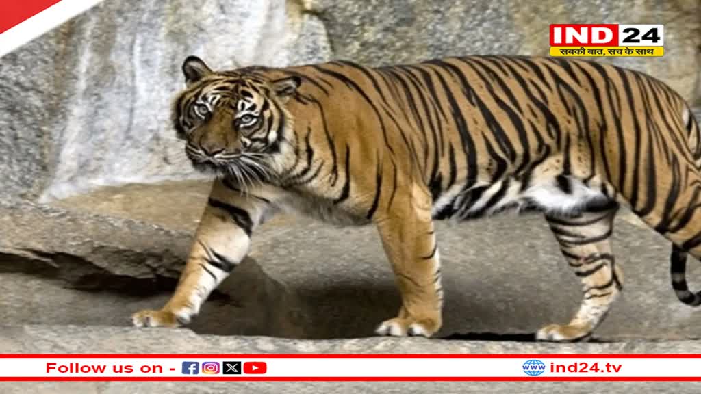 अब बाघ के शिकारियों को पकड़ेगी 4 राज्यों की टीम