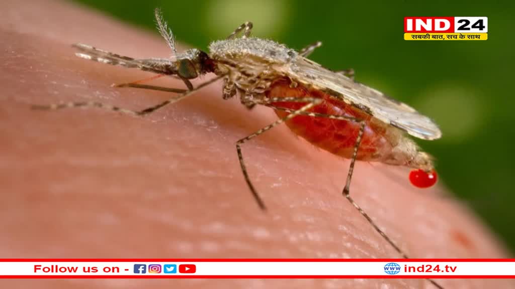 कोविड काल के बाद बढ़ा मलेरिया का खतरा, हर साल मिल रहे मलेरिया के 1.5 करोड़ नए मरीज, मानसून में बढ़ता है मलेरिया का खतरा: WHO 