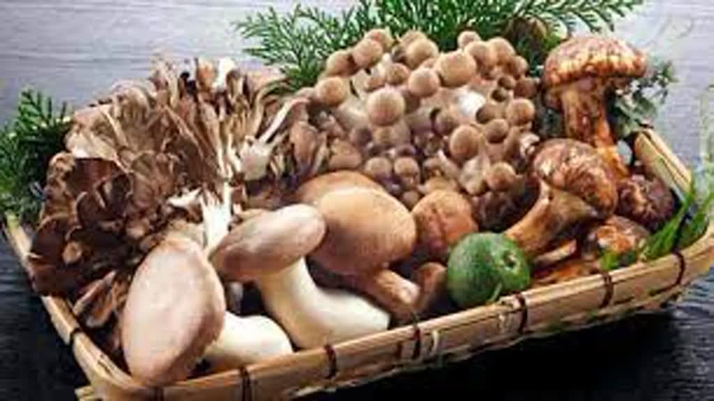 CG NEWS : पुटू की सब्जी खाने से एक ही परिवार के 5 लोग हुए बीमार.....सिम्स में कराया गया भर्ती।