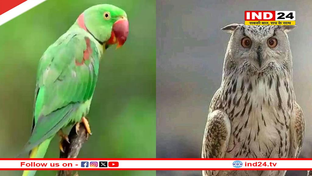 सपने में इन 3 पक्षियों का दिखना होता है बेहद शुभ