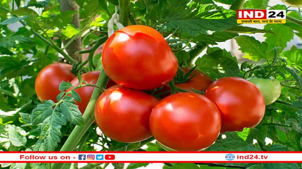 सर्दियों में टमाटर खाने के फायदे और नुकसान