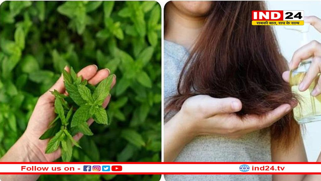 बालों के लिए भी वरदान है तुलसी, इसके इस्तेमाल से कभी लौटकर नहीं आएगी डैंड्रफ