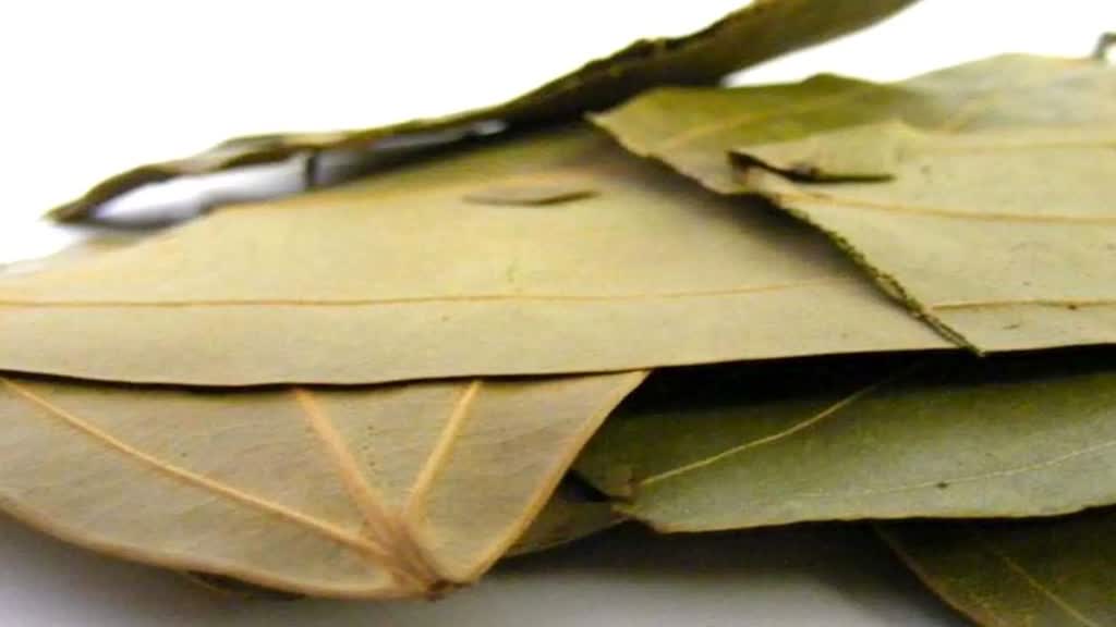 स्वाद के साथ सेहत के लिए भी वरदान है तेज पत्ता, जानें इसके फायदों के बारे में