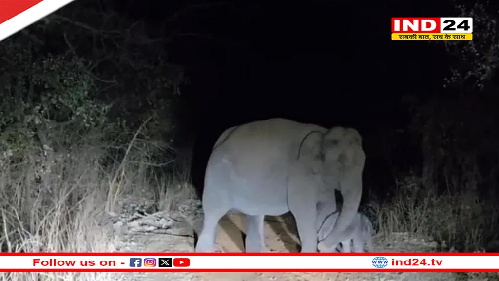  माधव नेशनल पार्क में आया नन्हा मेहमान, हथिनी लक्ष्मी ने दिया नन्हे बच्चे को जन्म