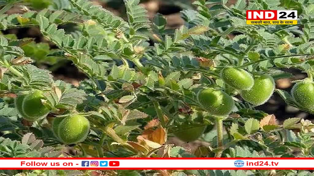 MP में चने की फसल खतरे में, कीटनाशक भी बेअसर