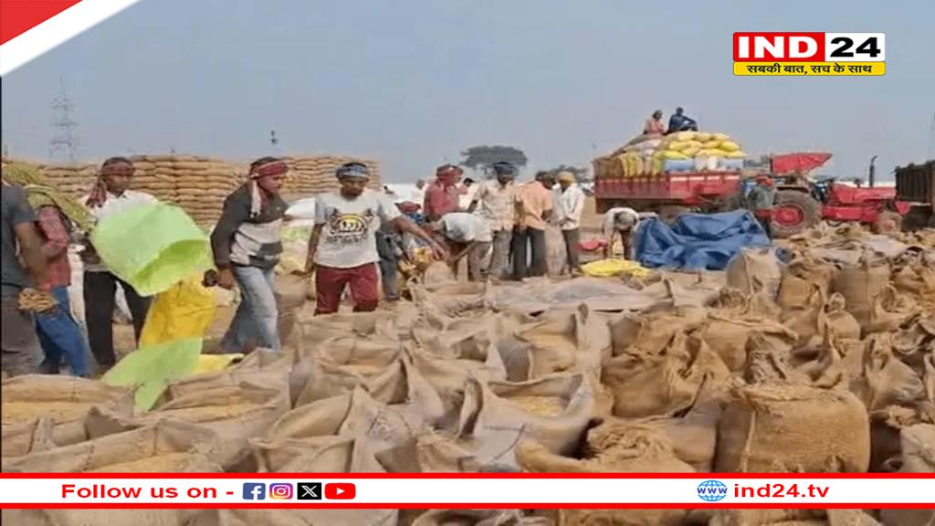 अब तक 87 लाख टन की खरीदी, किसानों को 7,771 करोड़ का हो चुका भुगतान