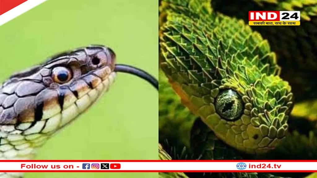 महाकाल की नगरी में बनेगा प्रदेश का पहला सर्पेटोरियम, एक साथ देख पाएंगे 30 से ज्यादा प्रजाति का सांप