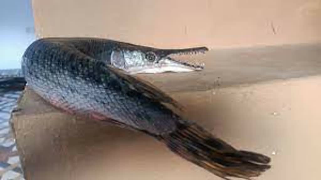 BPL NEWS :बड़े तालाब में मिली अमेरिका की झीलों में पाई जाने वाली मछली, जानिए कैसे यहां पहुंची?