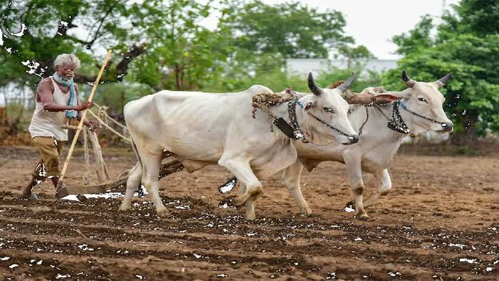 CG NEWS : छत्तीसगढ़ में 800 एकड़ में लेमनग्रास की हो रही खेती, लेमनग्रास की खेती की विधि का मिला निःशुल्क प्रशिक्षण।