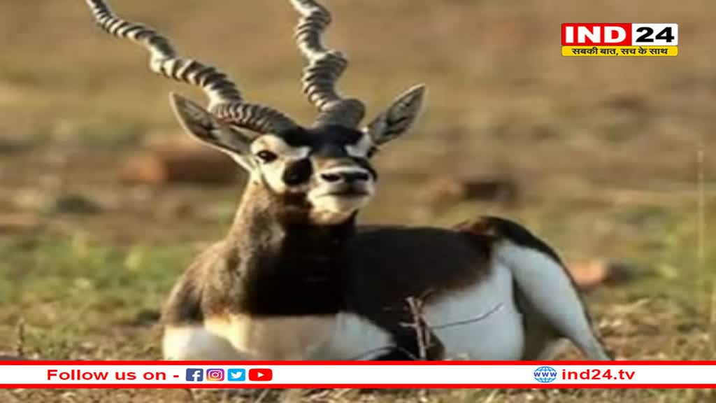 मध्य प्रदेश के भोपाल में मृत मिला काला हिरण, गोली मारे जाने की आशंका