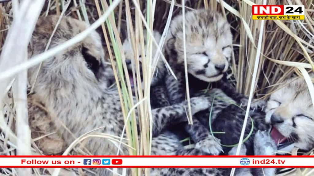 Namibian Cheetah: कूनो नेशनल पार्क में 4 शावकों ने लिया जन्म, चीतों को जल्द मिलेगी भारतीय पहचान