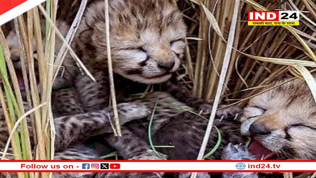 कूनो में चीता मुखी ने 5 शावकों को जन्म दिया, CM डॉ. मोहन यादव ने जताई खुशी
