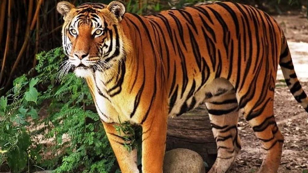 नेपा के जंगल में बाघ की दहशत, घात लगाए बैठी बाघिन ने युवकों पर किया हमला