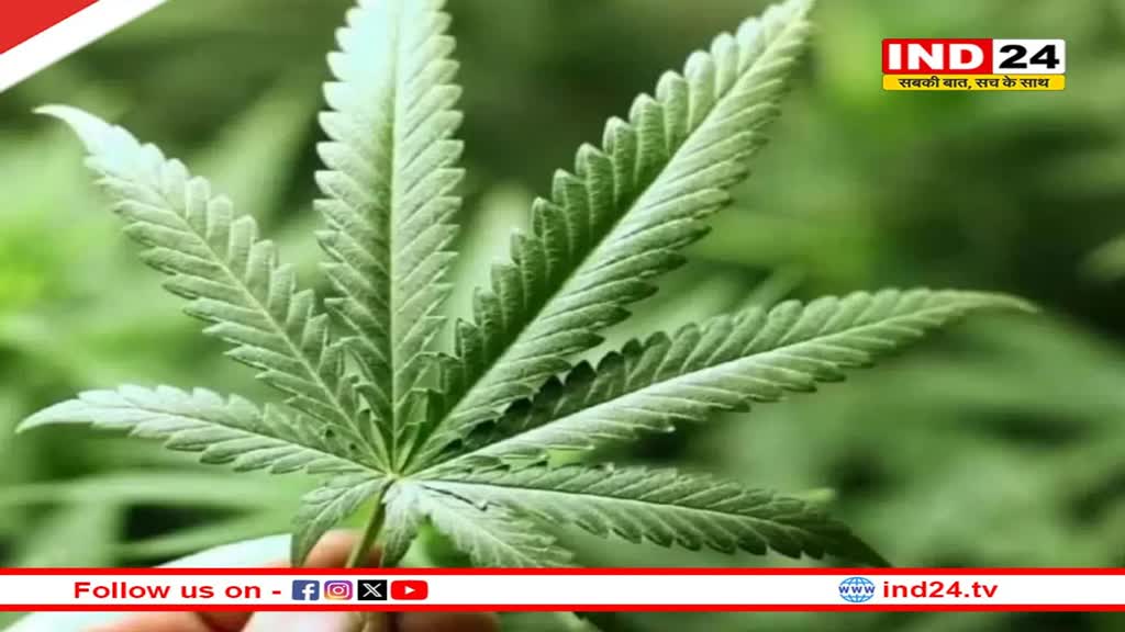 भांग पर Germany सरकार की सख्ती, लीगल होने के बाद भी खरीद-बिक्री में आएंगी मुश्किलें, पढ़ें क्या है नया कानून