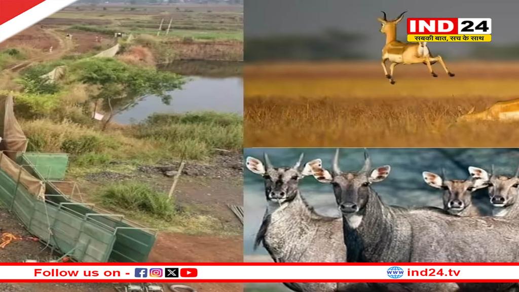 हेलीकॉप्टर और बोमा से कृष्ण मृग व नीलगाय पकड़ने का अभियान जारी