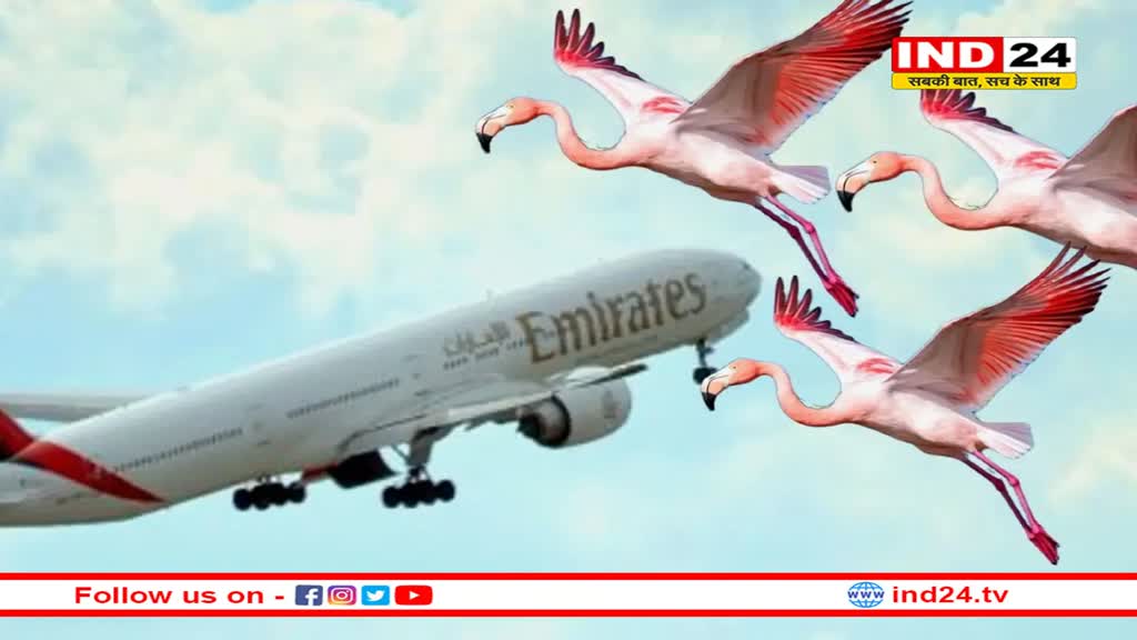 एमिरेट्स विमान से टकराया राजहंसों का झुंड, 39 पक्षियों की मौत, मचा हड़कंप