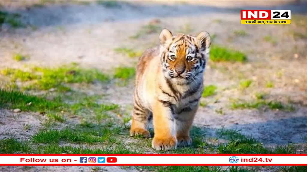 राजाजी टाइगर रिजर्व में कॉर्बेट से लाई गई बाघिन ने चार शावकों को दिया जन्म