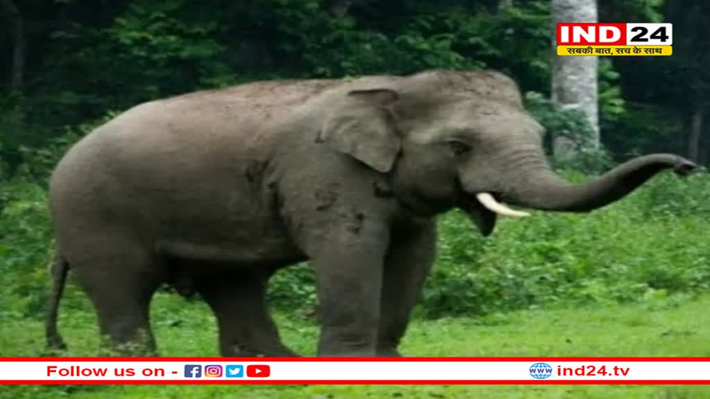 आतंकी हाथी को तीन ट्रेनी हाथियों की मदद से बांधवगढ़ की टीम ने पकड़ा, ग्रामीणों ने ली राहत की सांस
