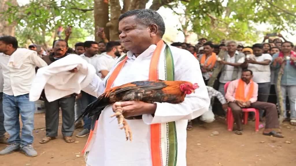 CG NEWS : नेताजी जरा हटके कांग्रेस प्रत्याशी कवासी लखमा का अनोखा अंदाज...मुर्गा बाजार में मुर्गा लड़ाते दिखे कवासी लखमा....