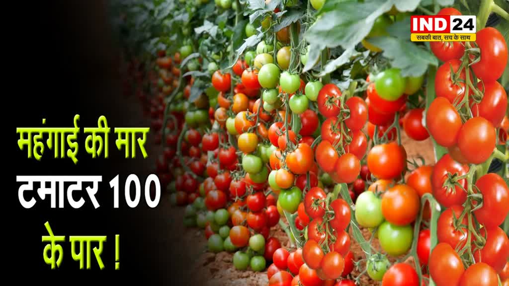 INDORE NEWS: अचानक क्यों बढ़े टमाटर के दाम, यहां पढ़ें