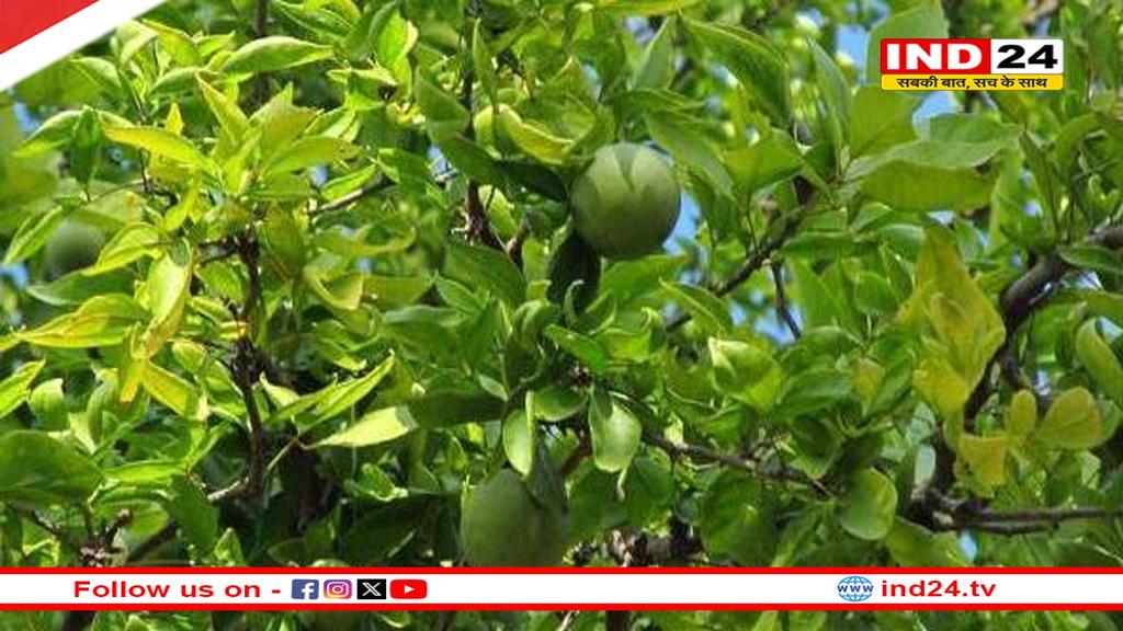 शास्त्रों में इन पौधों को दिया गया है बड़ा महत्व, इनकी पूजा से दूर होती है दुख और दरिद्रता