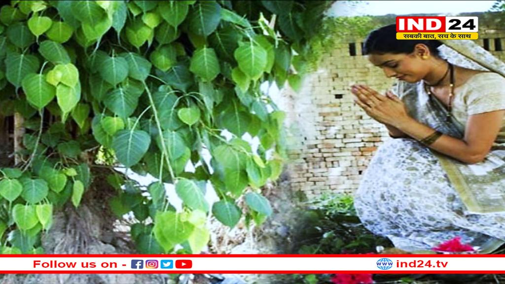 पीपल के वृक्ष की पूजा करने से पहले जाने ये जरूरी बातें