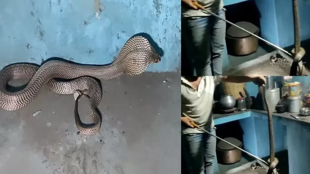 CG News : किचन में फ्रिज के नीचे बैठा था कोबरा, रात 2 बजे किया गया रेस्क्यू दशहत में थे परिवार वाले......