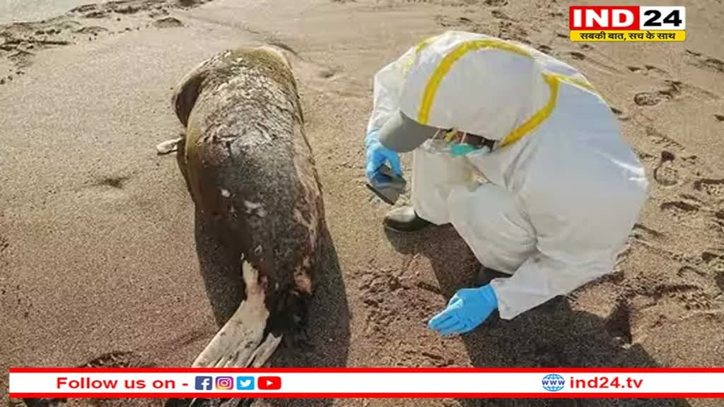 Peru: पेरू में 585 समुद्री शेरों की हुई मौत, H5N1 बर्ड फ्लू वायरस है वजह