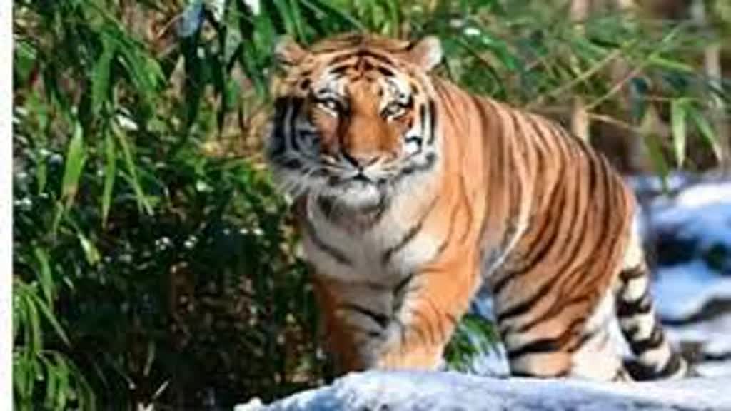  मध्‍यप्रदेश में शिकारियों से बाघों की सुरक्षा के लिए एसटीएसएफ को भी मैदान में उतारा