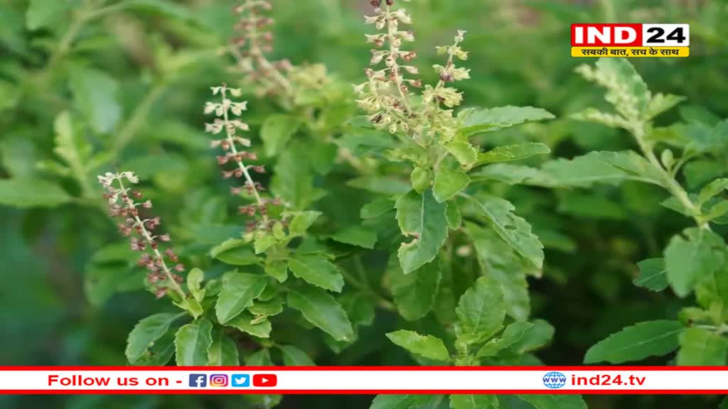 तुलसी के साथ इस चीज का करें सेवन, सर्दी-जुकाम से मिलेगी राहत