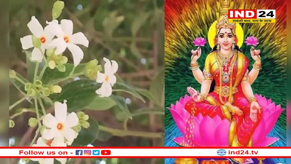 घर में जरूर लगाएं पारिजात पौधा, मां लक्ष्मी को है बेहद प्रिय
