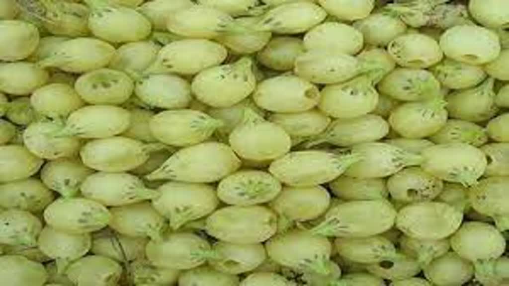 यूरोप में महका मध्यप्रदेश का महुआ, चाय, स्नेक्स बाजार में आए