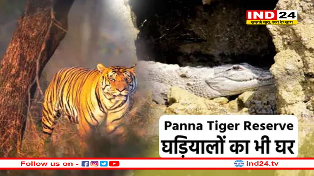 बाघों के बाद अब पन्ना टाइगर रिजर्व बनेगा घड़ियालों का घर, डेवलप होगी सैंड बैंक, नेस्ट बैंक, हैचरी साइट्स