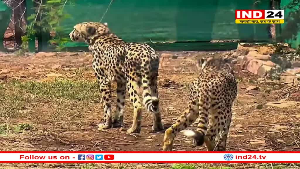 MP News: चीतों के सामने भोजन का भी संकट, कूनो में प्रति किलोमीटर सिर्फ 18 चीतल ही मौजूद