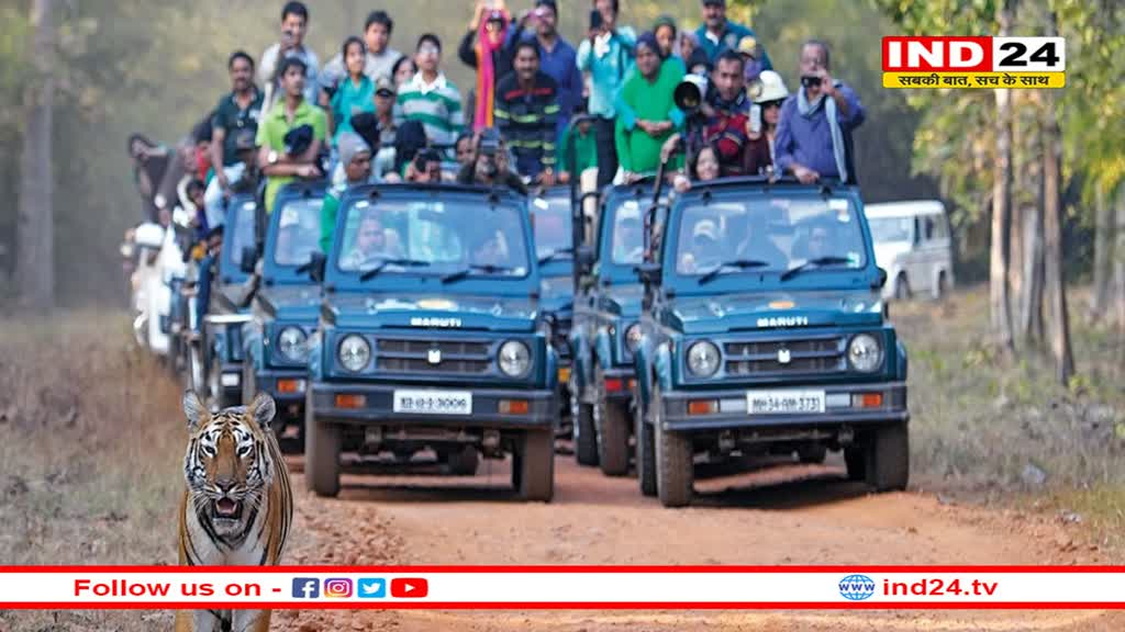 कान्हा नेशनल पार्क में मचा बवाल, बिगड़े माहौल से देश-विदेश के सैकड़ों पर्यटक हुए परेशान