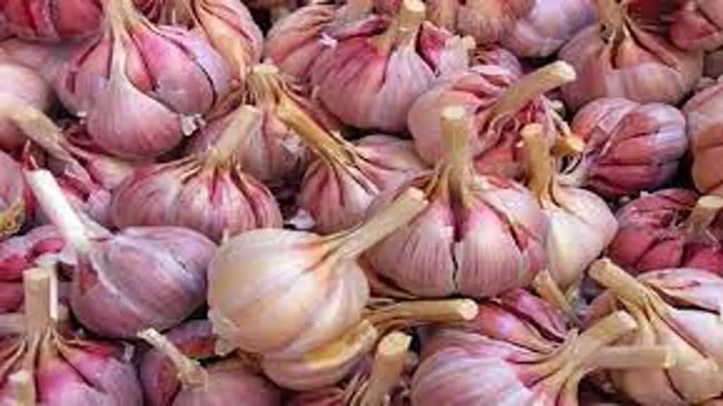 CG NEWS : अब छत्तीसगढ़ में प्याज के बाद लहसुन हुआ महंगा.....