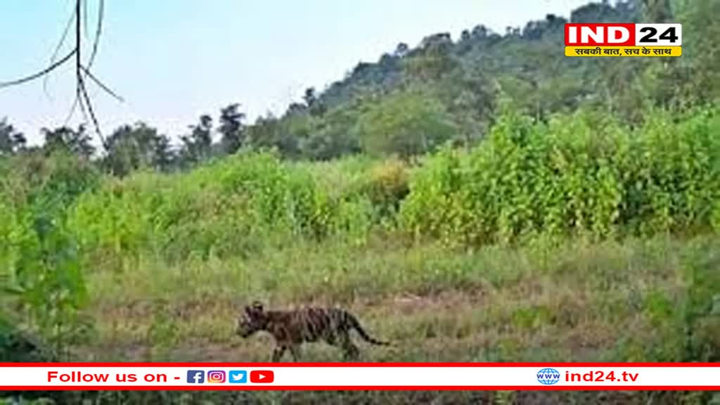 माधव नेशनल पार्क से खुशखबरी, सालों बाद बाघिन ने शावकों को दिया जन्म