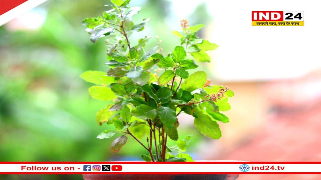 Tulsi Vivah 2025: कब है तुलसी विवाह? जानें-तिथि, पूजा विधि और महत्व