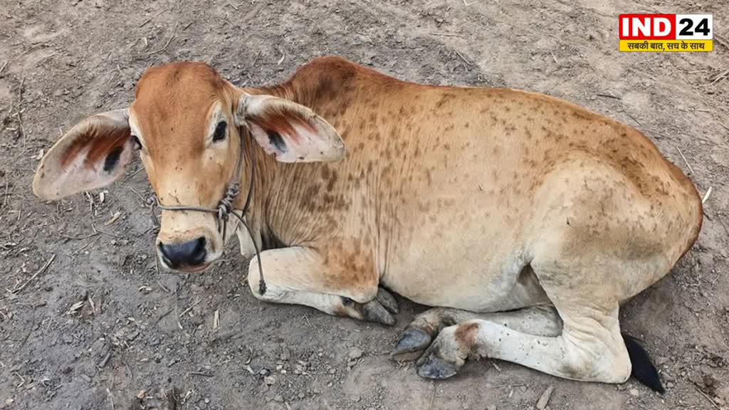 Lumpy virus: मध्यप्रदेश में एक बार फिर बढ़ा लंपी वायरस का खतरा