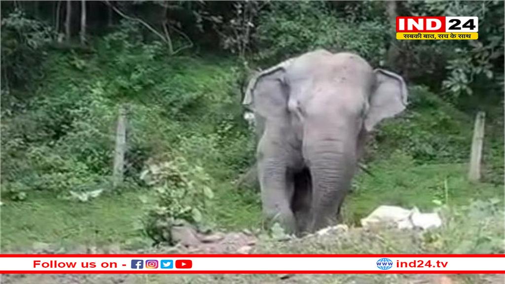 हाथियों ने मचाया कहर: शहडोल–रीवा मार्ग ठप