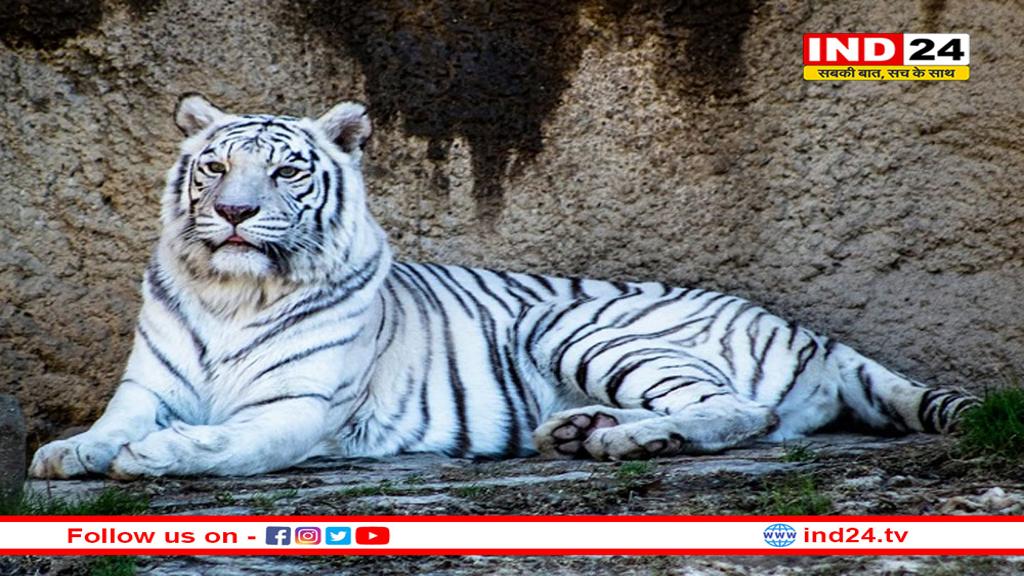 MP के रीवा में पहली बार खुलेगा सफेद बाघ प्रजनन केंद्र- CZA की मंजूरी