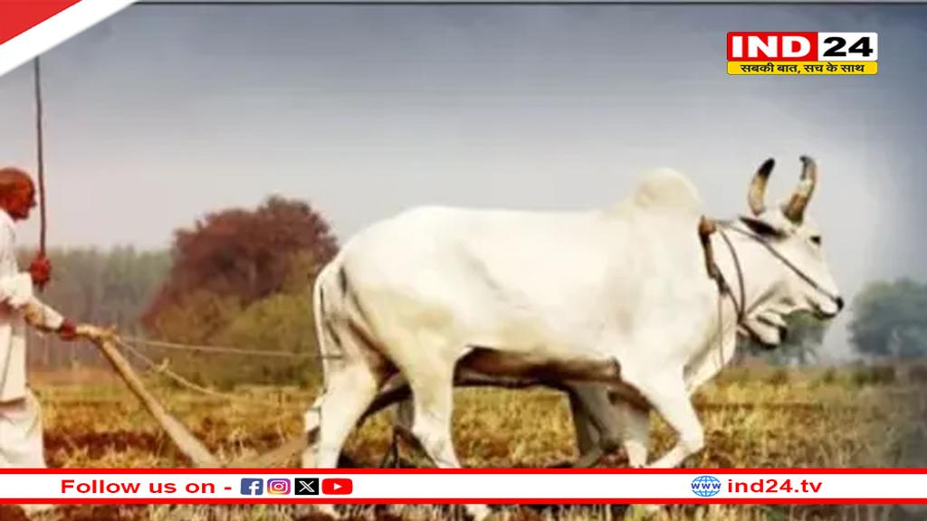 धान उत्पादक किसानों को प्रति हेक्टेयर मिलेंगे 4 हजार, पशु आहार की राशि डबल