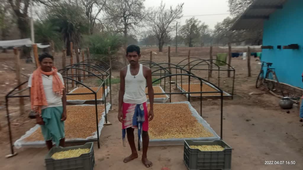 CG NEWS : देश-विदेश तक पहुंचने लगी छत्तीसगढ़ के महुआ की महक- फूड ग्रेड महुआ फूल के संग्रहण से मिल रहा लाभ और रोजगार....