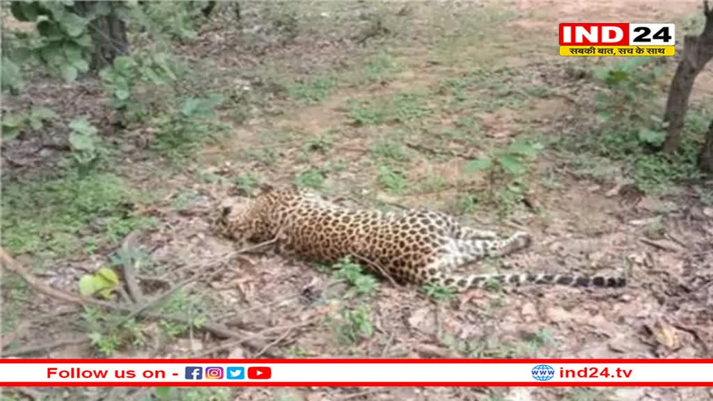 बांधवगढ़ टाइगर रिजर्व में मादा तेंदुए की हुई मौत