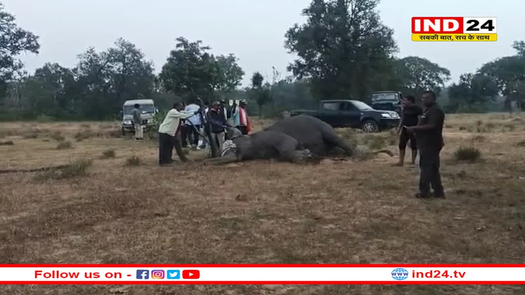 मध्य प्रदेश में हाथियों पर टूटा कहर, 24 घंटे में 7 ने तोड़ा दम, 3 की हालत अभी भी खराब