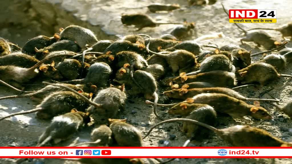 अंग्रेज भी चूहों से परेशान, ब्रिटेन में अचानक बढ़ी संख्या, 25 करोड़ चूहे मचा रहे उत्पात