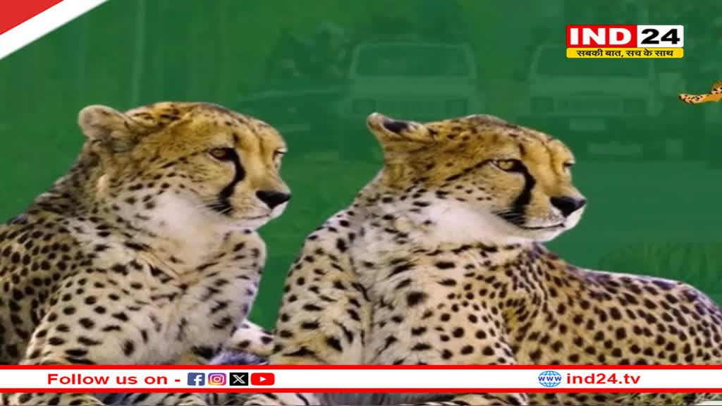 अब चीतों को घूमने के लिए मिलेगा बड़ा जंगल, MP सरकार ने खाली कराए 11 गांव