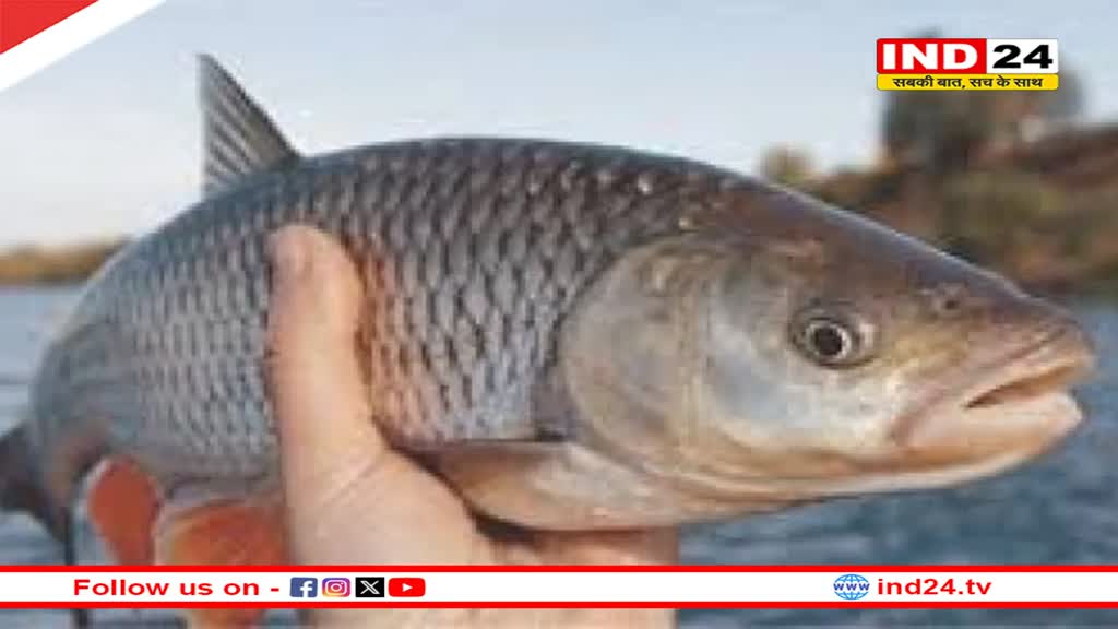 छत्तीसगढ़ में मछली पकड़ने पर होगी जेल, सरकार ने 15 अगस्त तक लगाई रोक